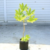 ڡɥСĥǡաȬļꡡʸ¤ꡡ70