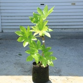 ڡɥСĥǡաȬļꡡʸ¤ꡡ60