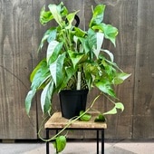 ���տ�ʪ�����ԥץ�ʥ� �ԥʥĥ� �Хꥨ������*5�� �ߤ�ȭ �ϥ֥�����