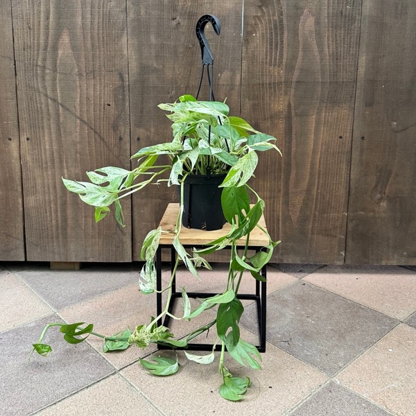 観葉植物：エピプレナムピナツムマーブル*5号 吊り鉢 ハブカズラ
