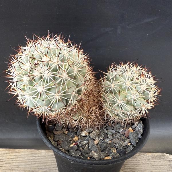 マミラリア 蓬莱宮 群生株 サボテン：マミラリア 蓬莱宮*幅11cm 現品！一品限り | サボテン