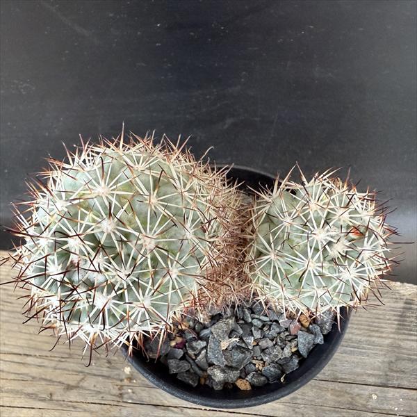 サボテン：マミラリア 蓬莱宮*幅11cm 現品！一品限り | サボテン＆多肉