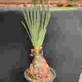 �����ǥå������֡��ե��󡡥ǥ����ƥ���*����15cm�����ʡ����ʸ¤�