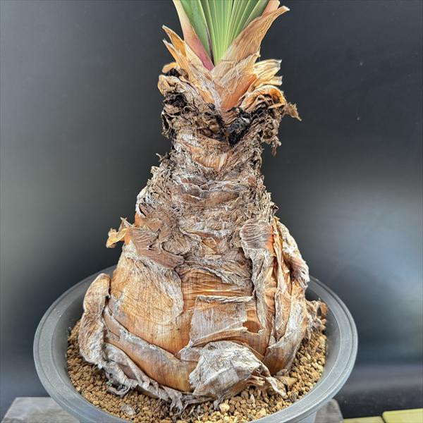 ブーファン ディスティチャ　塊根植物　塊根　多肉植物　コーデックス お手ごろ価格、お手ごろサイズの ブーファン・ディスティチャが入荷