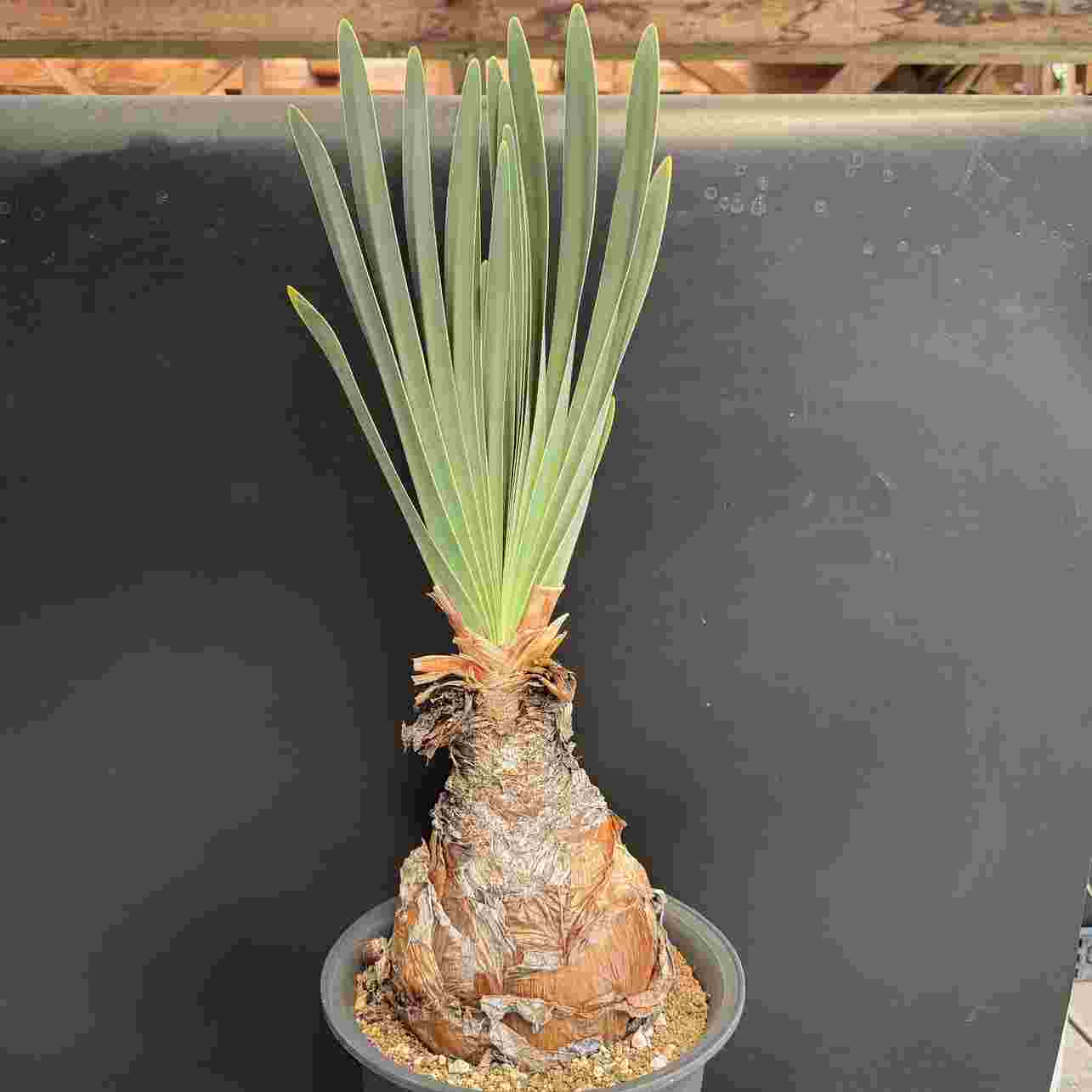 コーデックス：ブーファン ディスティカ*塊幅15cm 現品！一品限り