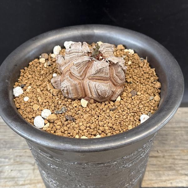 龍正   鉢 コーデックス：アフリカ亀甲竜 信楽焼鉢*塊根幅7cm 現品！一品