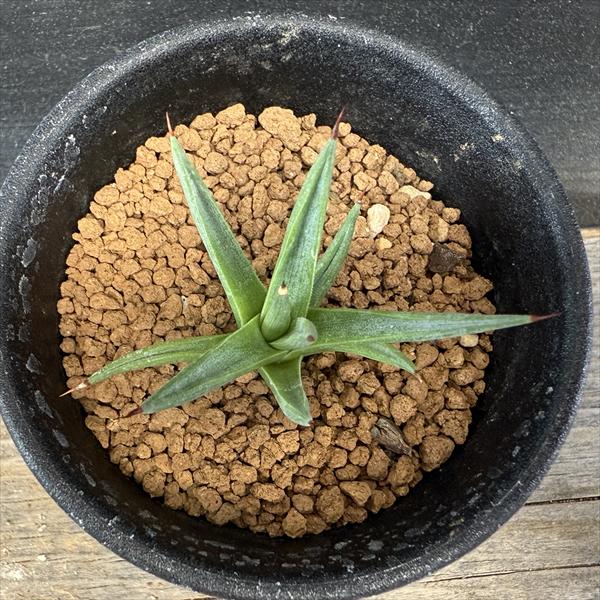 多肉植物：アガベ アルボピロサ*S 幅4.5cm ☆赤松実生 | サボテン