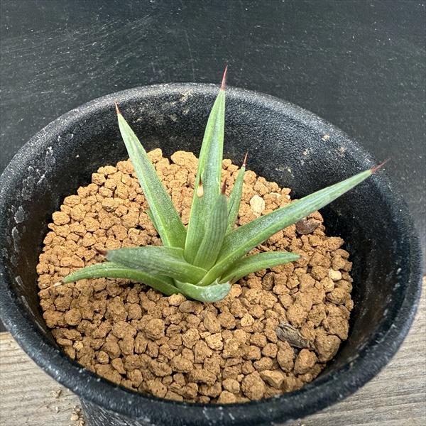 多肉植物：アガベ アルボピロサ*S 幅4.5cm ☆赤松実生 | サボテン