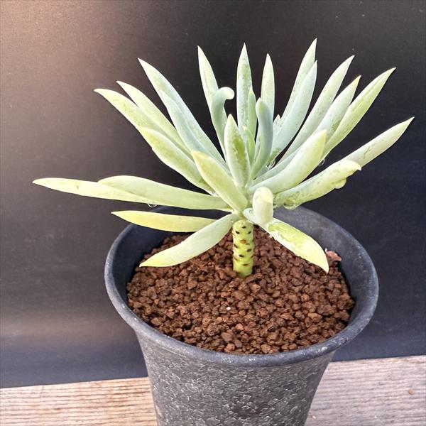 多肉植物：セネシオ タリノイデス*幅6cm | サボテン＆多肉植物,多肉
