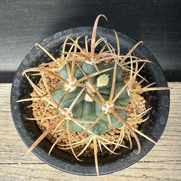 サボテン：フェロカクタス 金冠竜*幅4cm ☆赤松実生 | サボテン