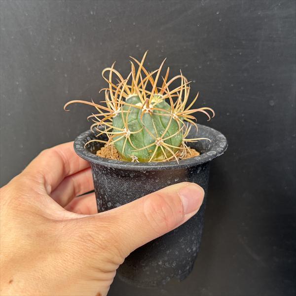 サボテン：フェロカクタス 金冠竜*幅4cm ☆赤松実生 | サボテン