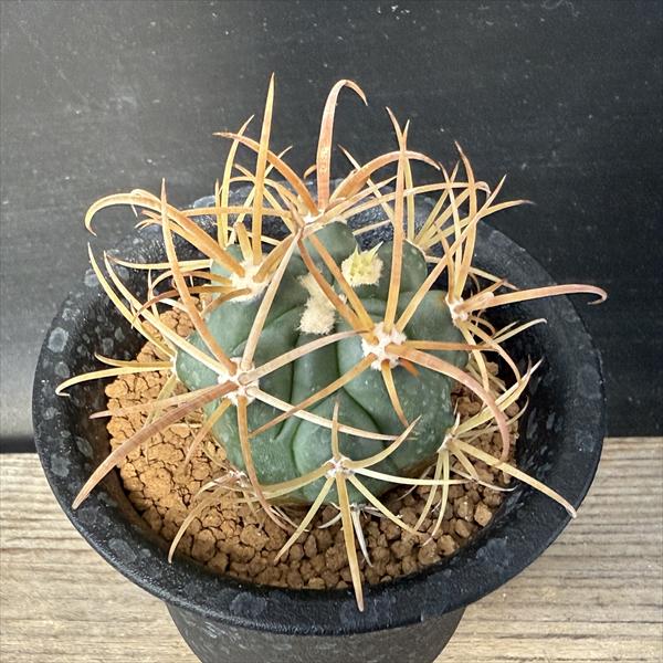 サボテン：フェロカクタス 金冠竜*幅4cm ☆赤松実生