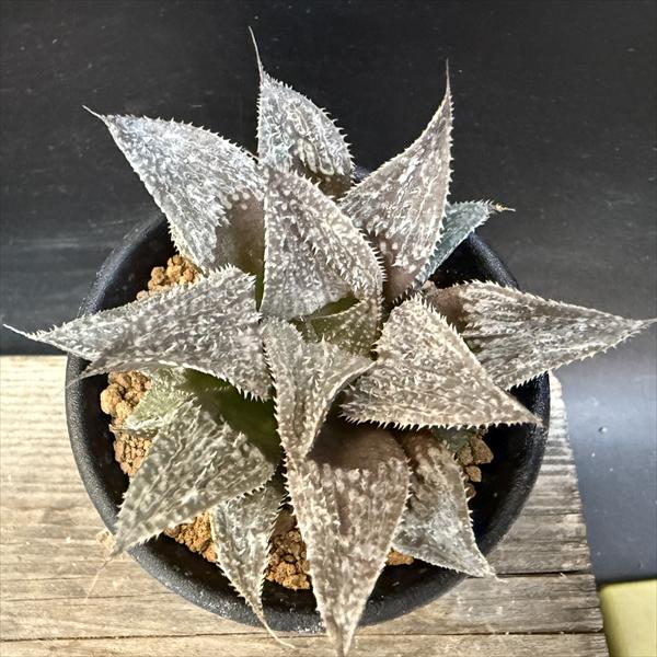 多肉植物：ハオルチア 大銀城*幅7.5cm | サボテン＆多肉植物