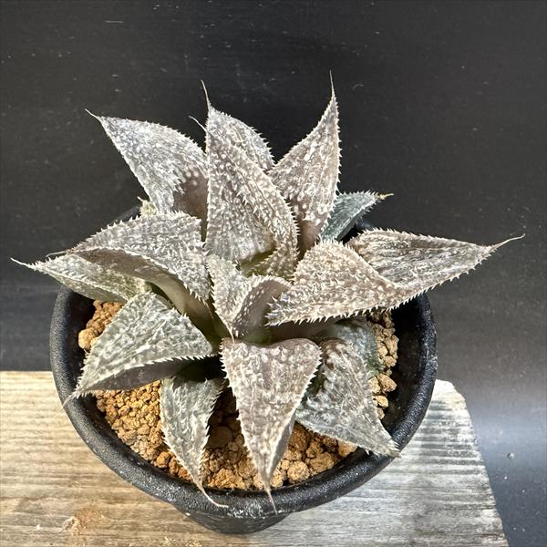 多肉植物：ハオルチア 大銀城*幅7.5cm | サボテン＆多肉植物