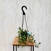 ���տ�ʪ �ʼ����٤롧�ۥ䡡�Ƽ�*3.5�� �ߤ�ȭ