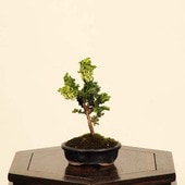 �ߺϡ������в�ɰ(�ҤΤ�)*���ʡ�����ʪ���ҥΥ���Hinoki bonsai �ߥ��ߺ�