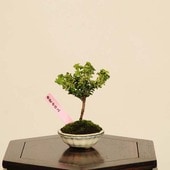 ߺϡвɰ(ҤΤ)*ʡʪҥΥHinoki bonsai ߥߺ