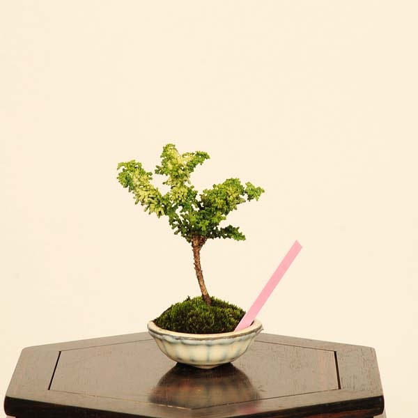 中品桧盆栽 7-1 盆栽:初雪石化桧(ひのき)*現品 一点物 ヒノキ Hinoki bonsai