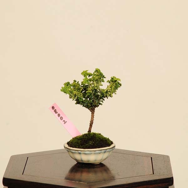盆栽：初雪石化桧(ひのき)*現品 一点物 ヒノキ Hinoki bonsai