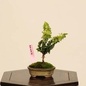 �ߺϡ������в�ɰ(�ҤΤ�)*���ʡ�����ʪ���ҥΥ���Hinoki bonsai �ߥ��ߺ�