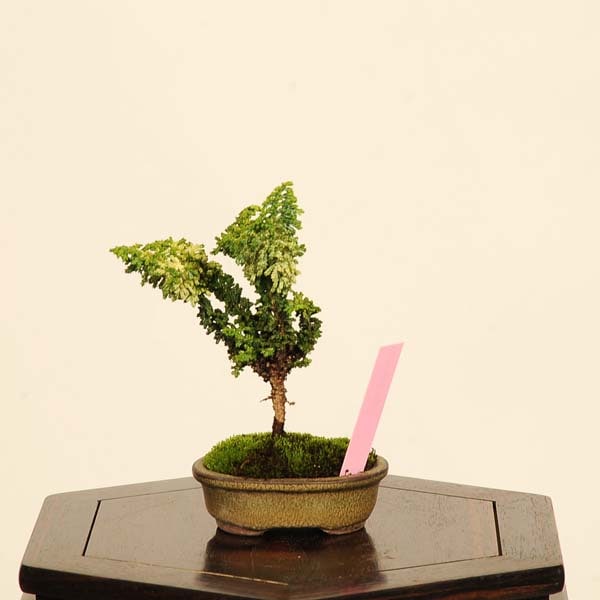 盆栽：初雪石化桧(ひのき)*現品 一点物 ヒノキ Hinoki bonsai ミニ盆栽