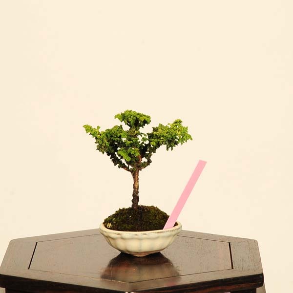 盆栽：初雪石化桧(ひのき)*現品 一点物 ヒノキ Hinoki bonsai ミニ盆栽