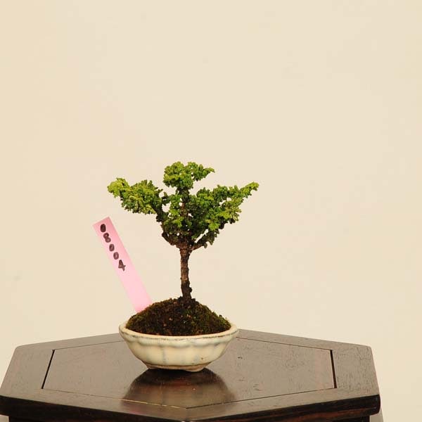 盆栽：初雪石化桧(ひのき)*現品 一点物 ヒノキ Hinoki bonsai ミニ盆栽