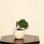 �ߺϡ��Ż�ɰ�ʤҤΤ���*���ʡ�����ʪ �ҥΥ���hinoki  bonsai �ߥ����ߺ�