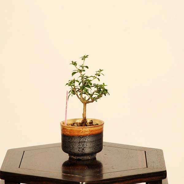 盆栽：香丁木(コウチョウボク)*現品 一点物 こうちょうぼく Koucyoboku