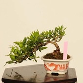 �ߺϡ��������(�����ʤ�)*���� ����ʪ �����ʥ� Minarikuchinashi bonsai �ߥ��ߺ�