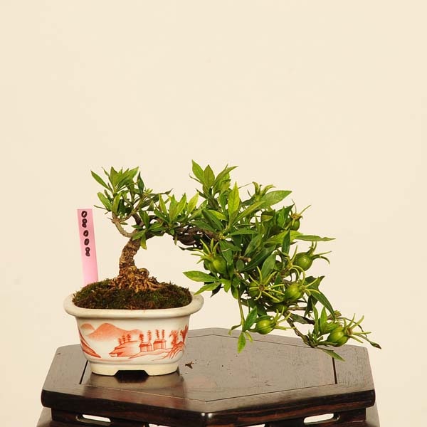 盆栽：実成梔子(くちなし)*現品 一点物 クチナシ Minarikuchinashi