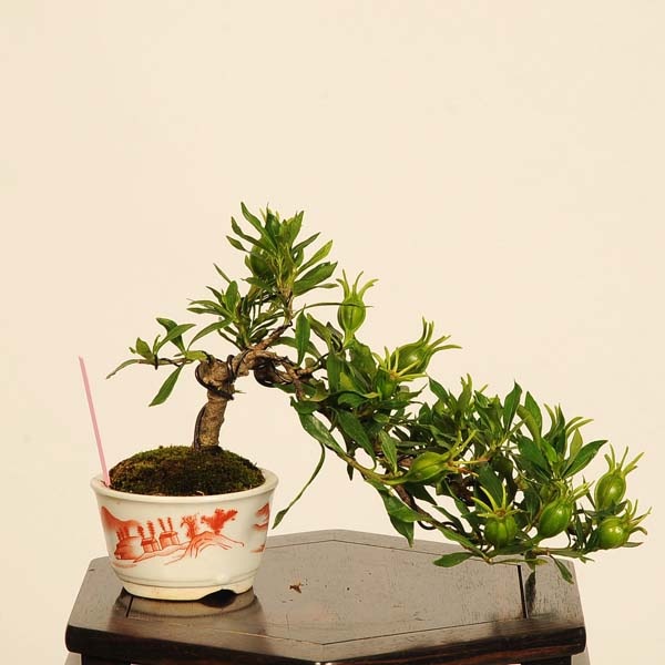 クチナシ ミニ盆栽FIRE. ミニ盆栽 クチナシ盆栽 梔子（くちなし・小盆栽 小葉性の