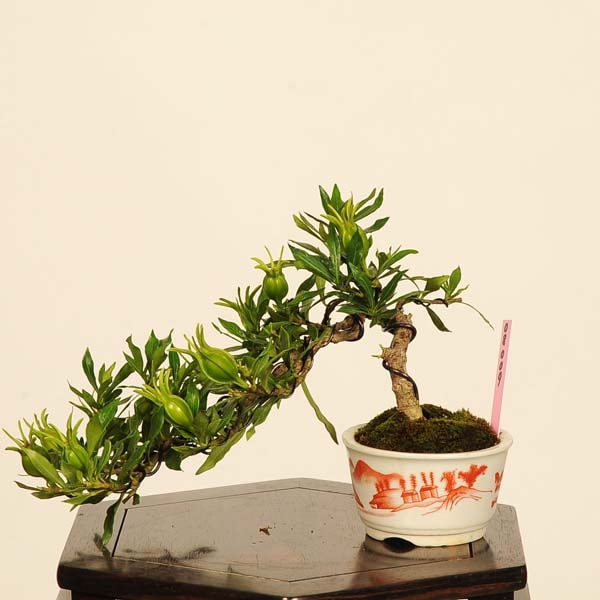 盆栽：実成梔子(くちなし)*現品 一点物 クチナシ