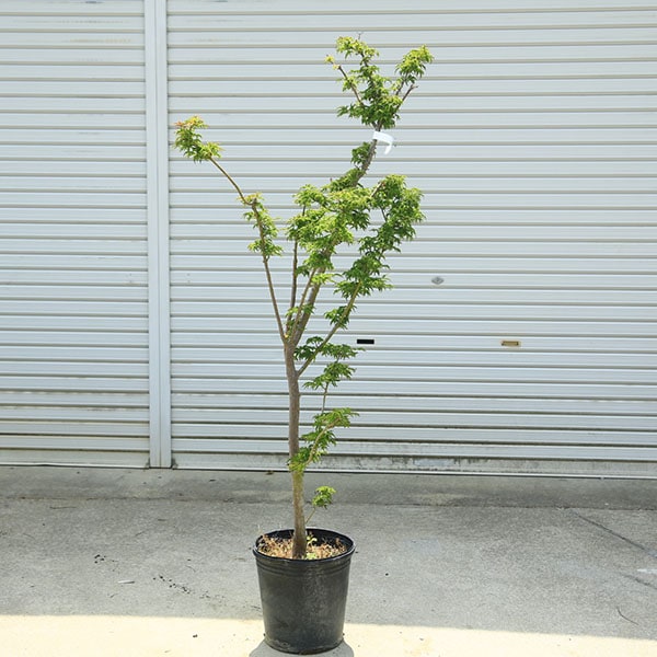 �������ڡ����Ƭ��ߤ��ʤ����������ߤ��� �ݥåȡ����ʸ¤�*�����⡧��160��� ���������ȯ����