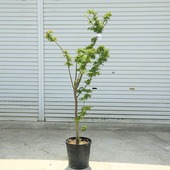 �������ڡ����Ƭ��ߤ��ʤ����������ߤ��� �ݥåȡ����ʸ¤�*�����⡧��160��� ���������ȯ����