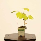 �ߺϡ����(�����祦)*���� ����ʪ �����礦 Icho bonsai  �ߥ��ߺ�