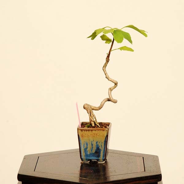 盆栽：銀杏(イチョウ)*現品 一点物 いちょう Icho bonsai ミニ