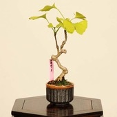 新着商品 | 遊恵盆栽 本店