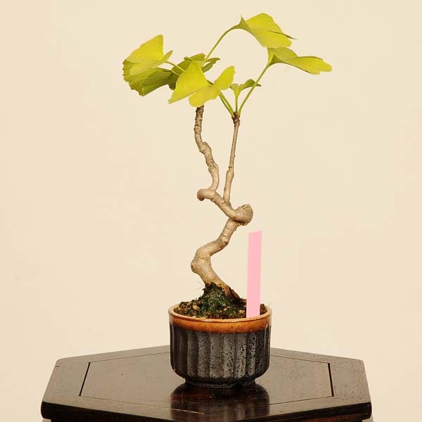 乳銀杏 イチョウ 盆栽