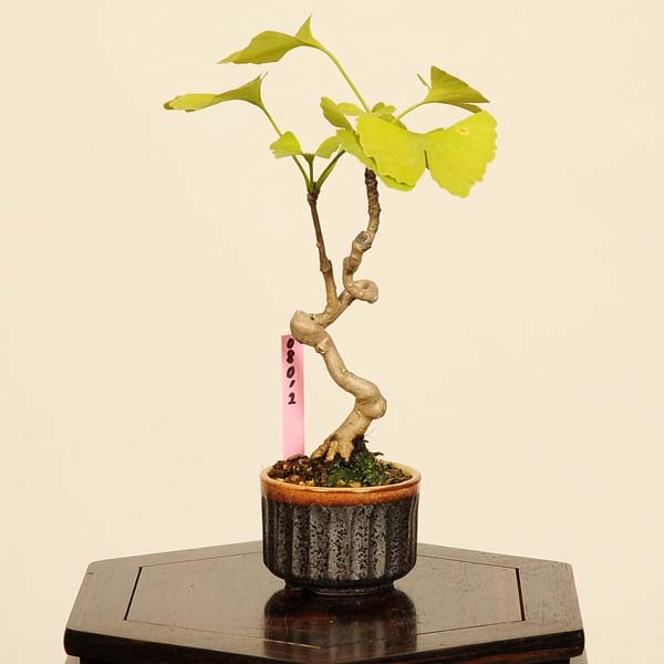 盆栽：銀杏(イチョウ)*現品 一点物 いちょう Icho bonsai ミニ盆栽