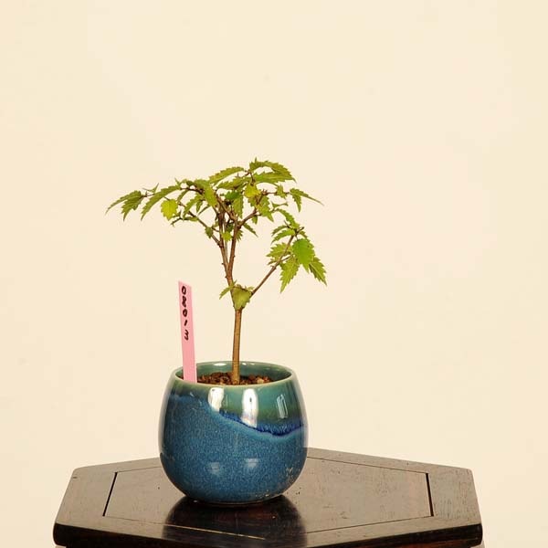 欅　根卓　盆栽 盆栽：欅(けやき)*現品 一点物 ケヤキ Zelkova serrata Keyaki bonsai