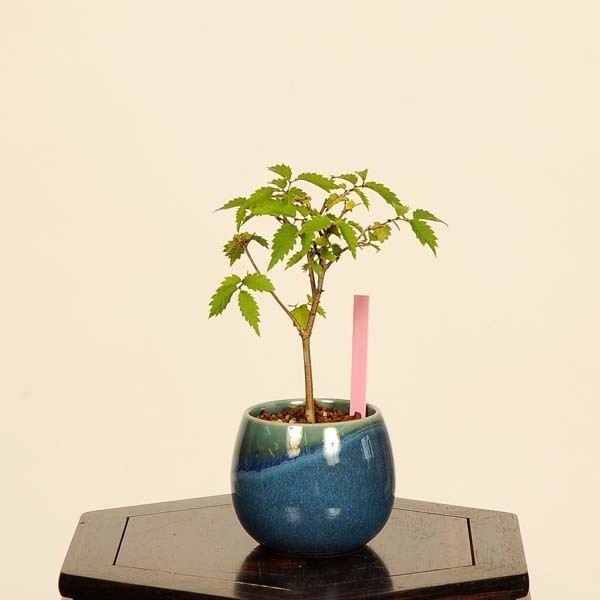 盆栽：欅(けやき)*現品 一点物 ケヤキ Zelkova serrata Keyaki