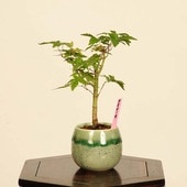 �ߺϡ�������*���� ����ʪ ����ߤ�����ߥ���Momiji bonsai �ߥ��ߺ�