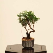 �ߺϡ������� *����  ����ʪ ����Ѥ�������ѥ� Sabina chinesis��Shinpaku bonsai �ߥ��ߺ�