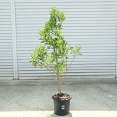 ���ڡ������ʤ�ޤ��˿���*�����⡧��120�������������緿ȯ��