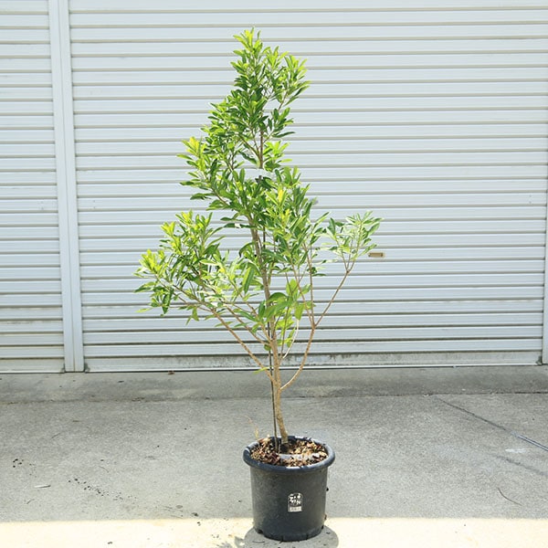 庭木：山桃（やまもも）森口* 樹高約120cm 佐川急便大型発送 | 植木