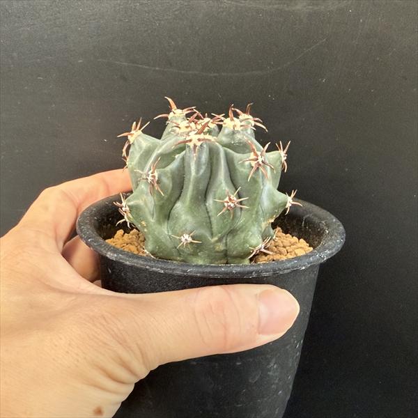 サボテン：フェロカクタス 短刺巨鷲玉 実生*幅6cm 現品！一品限り