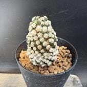 ���ܥƥ󡧥ޥߥ�ꥢ �ƥ쥵�� ������*��4���