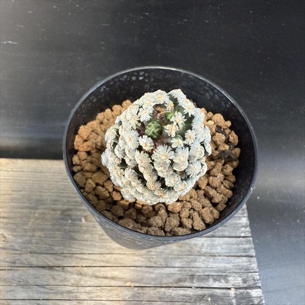 サボテン：マミラリア テレサエ カキコ*幅4cm | サボテン＆多肉植物