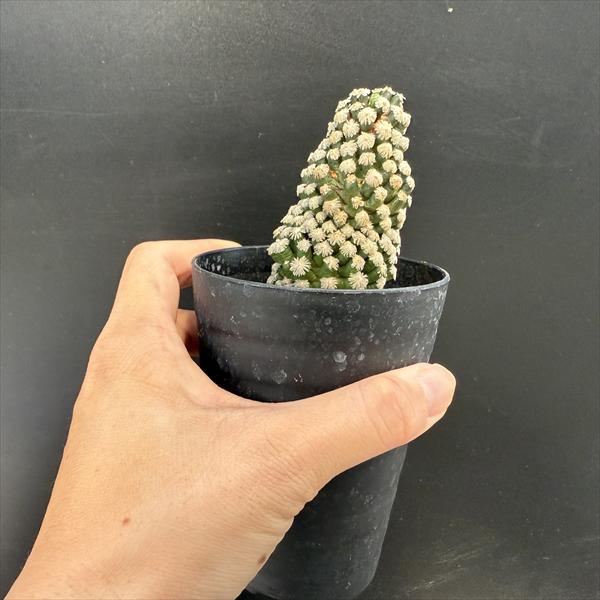 サボテン：マミラリア テレサエ カキコ*幅4cm | サボテン＆多肉植物